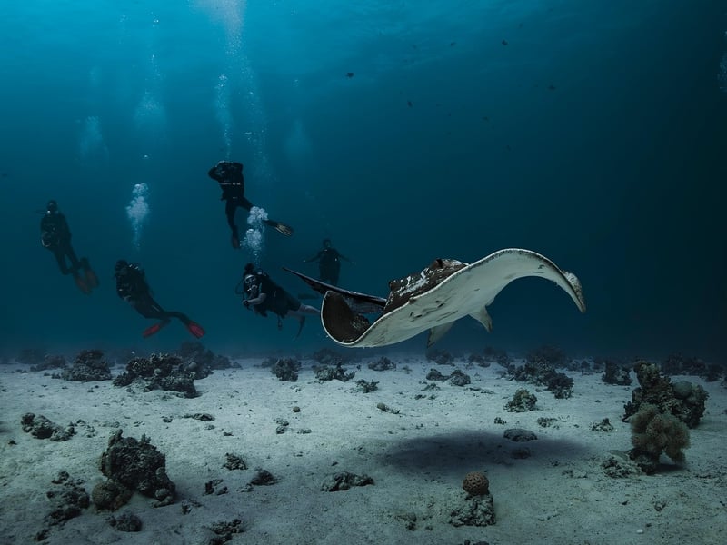 Underwater Observatory